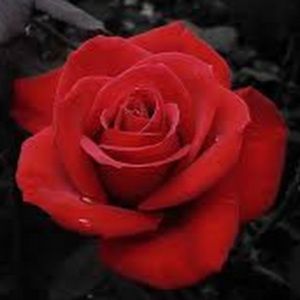 Meet your Posher, Lo.